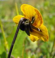 Viola pedunculata Torr. & Gray resmi