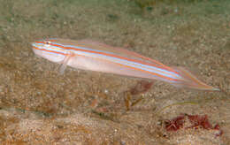 Image of Immaculate goby