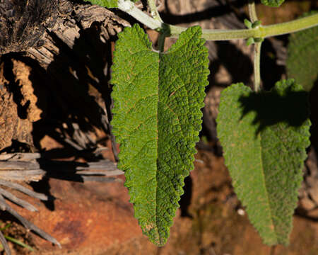 Image of Lepechinia salviae (Lindl.) Epling