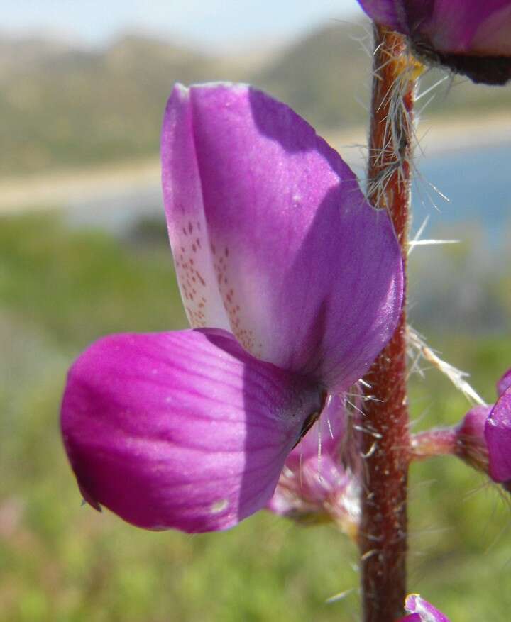 Plancia ëd Lupinus hirsutissimus Benth.