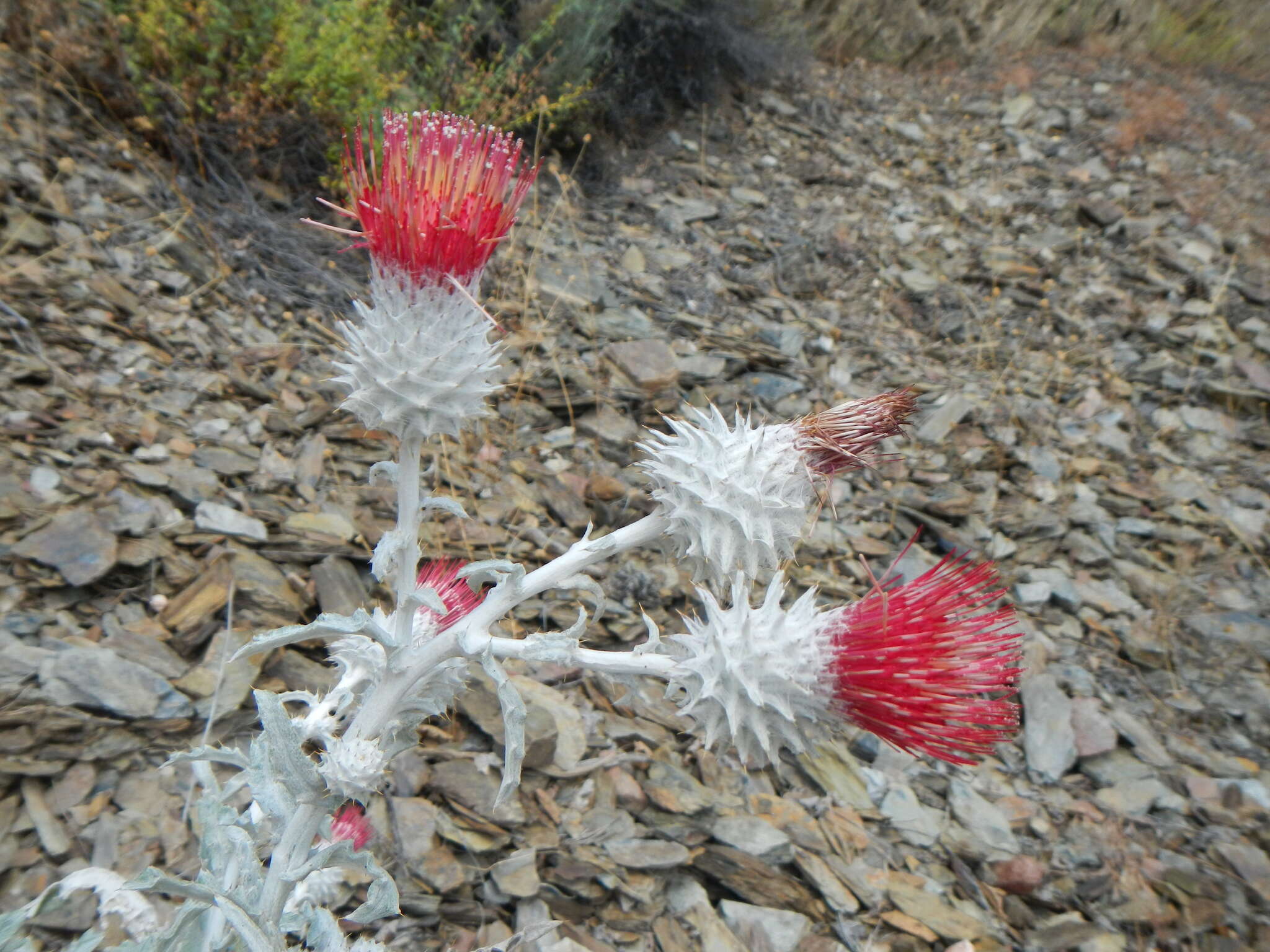 Слика од Cirsium occidentale var. candidissimum (Greene) J. F. Macbr.