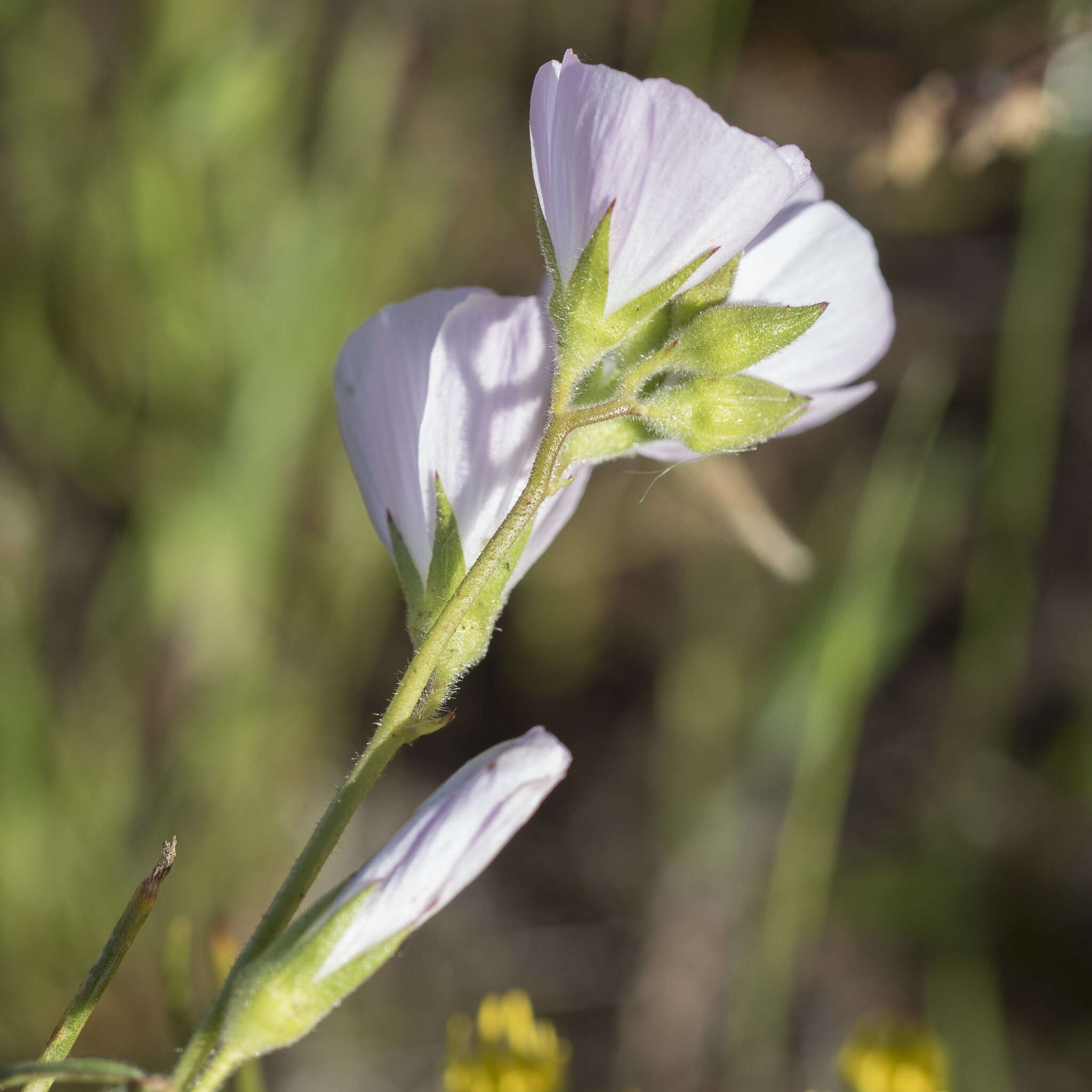 Imagem de Sidalcea hartwegii A. Gray ex Benth.