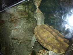 Image of Alligator Snapping Turtles