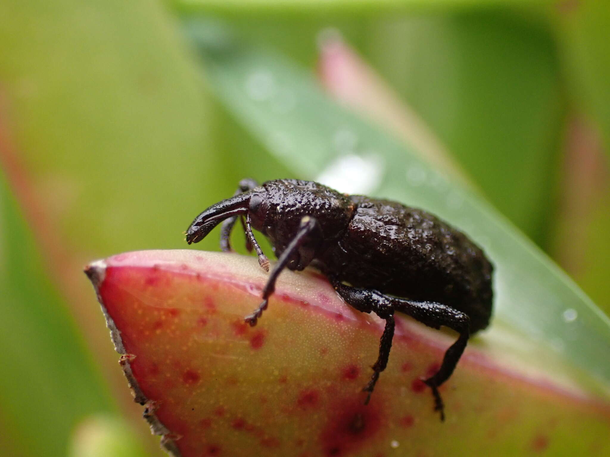 Plancia ëd Steremnius carinatus Dalla Torre & Schenkling 1932