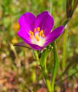 Слика од Calandrinia ciliata (Ruiz & Pavon) DC.