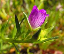 Слика од Calandrinia ciliata (Ruiz & Pavon) DC.