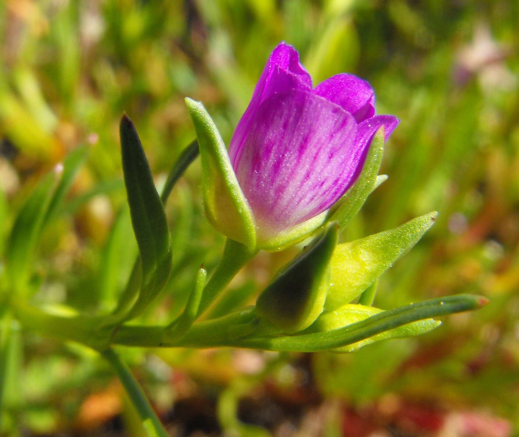 Слика од Calandrinia ciliata (Ruiz & Pavon) DC.