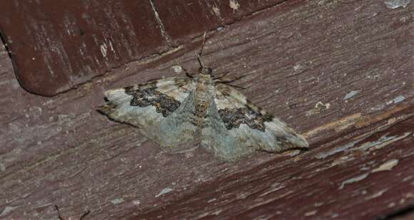 Image of galium carpet