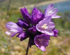 صورة Dichelostemma capitatum (Benth.) Alph. Wood