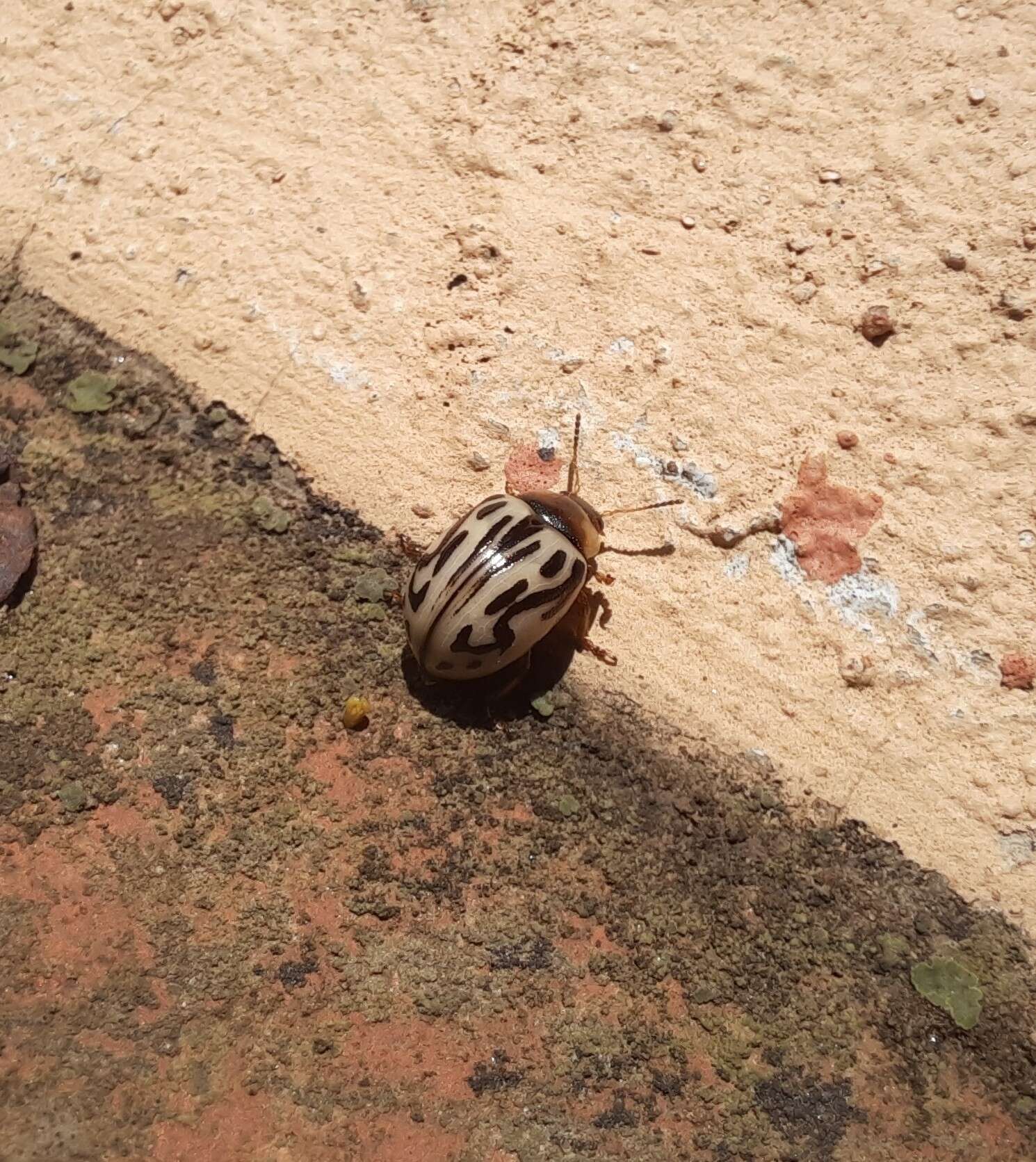 Image of Zygogramma bicolorata