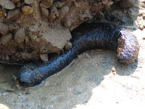 Image of Holothuria subgen. Mertensiothuria Deichmann 1958