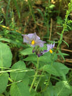 Solanum stoloniferum Schltdl. & Bouche的圖片