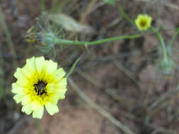 Image de Tolpis barbata (L.) Gaertn.