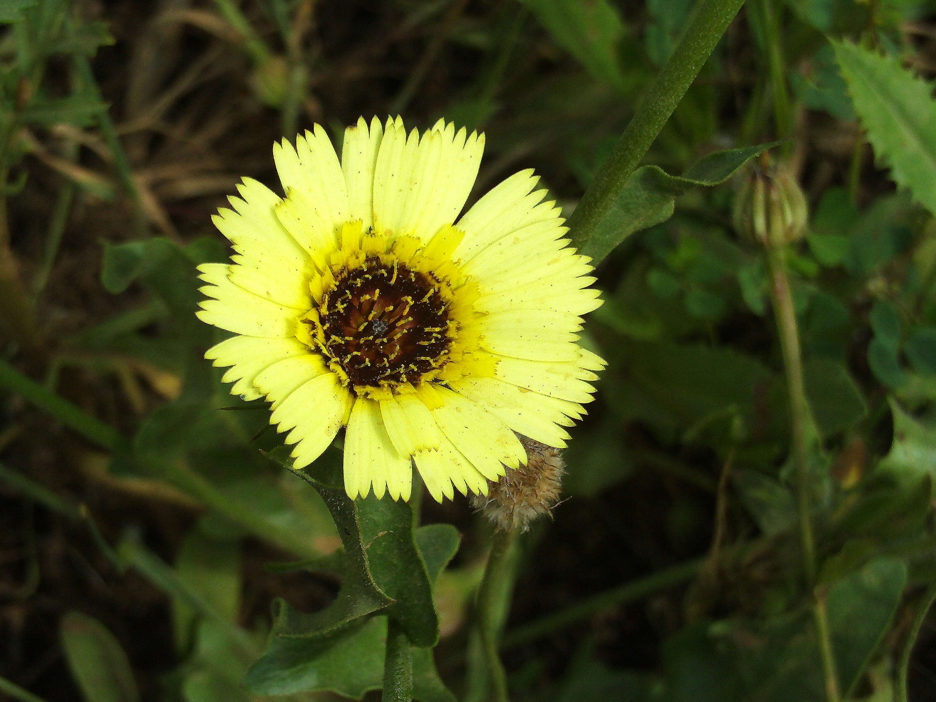 Image de Tolpis barbata (L.) Gaertn.