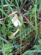 Image of smooth yellow vetch