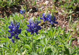 Image of Texas lupine