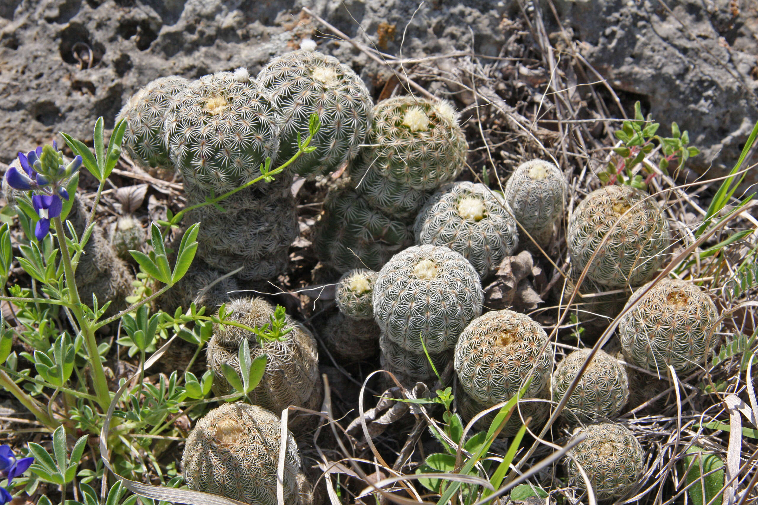 Image de Echinocereus pectinatus (Scheidw.) Engelm.