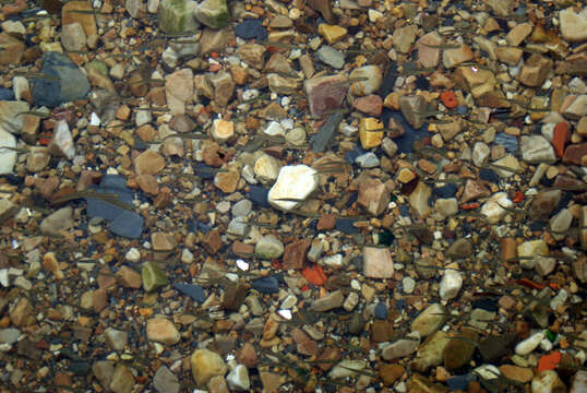 Image of Big-scale Sand Smelt