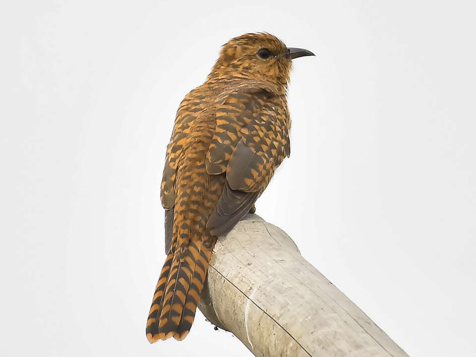 Image of Plaintive Cuckoo