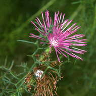 Imagem de Isopogon formosus R. Br.