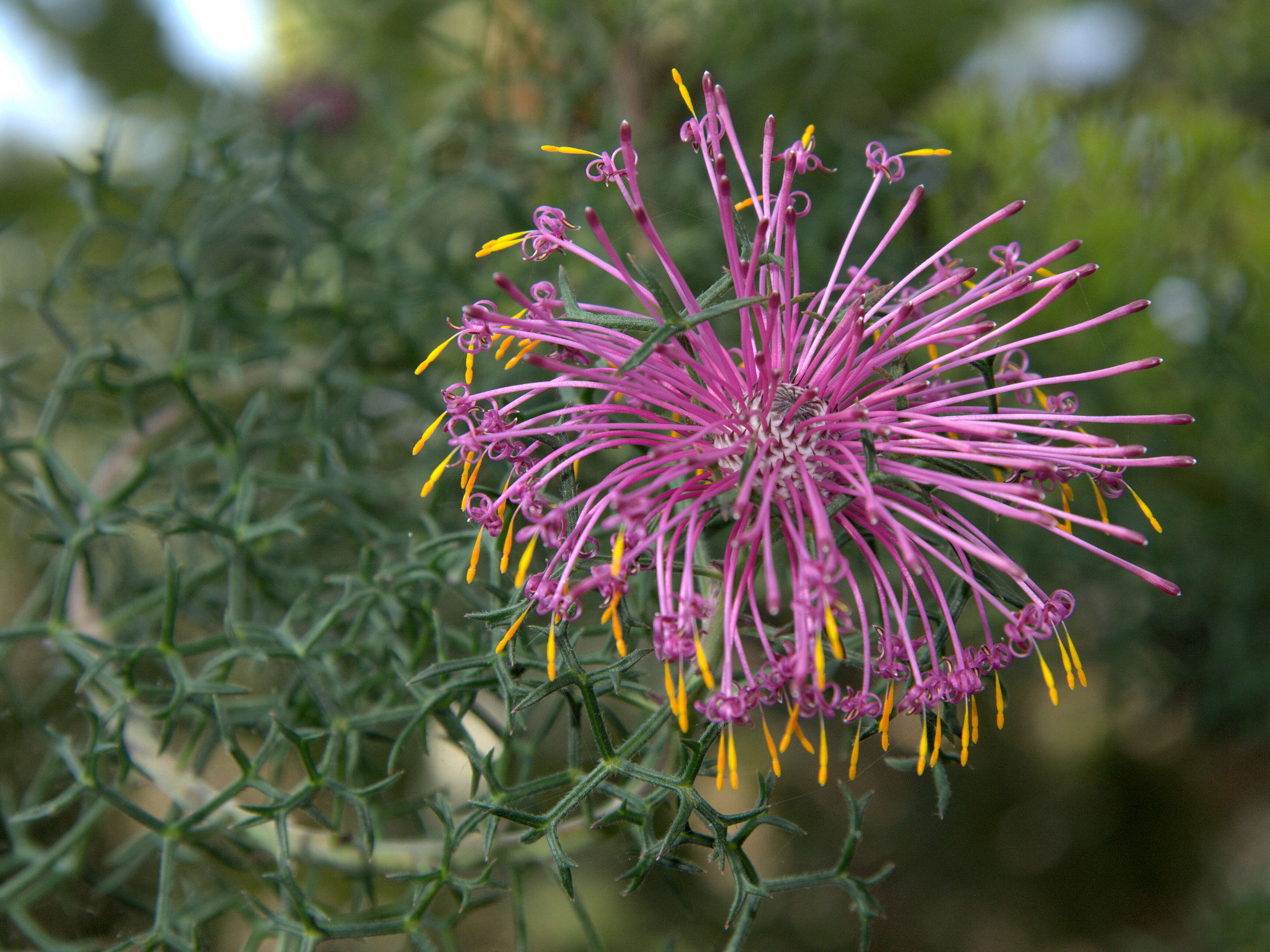 Imagem de Isopogon formosus R. Br.