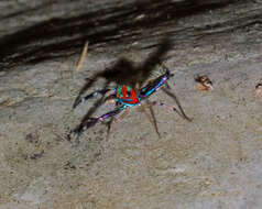 Image of Chrysilla lauta Thorell 1887