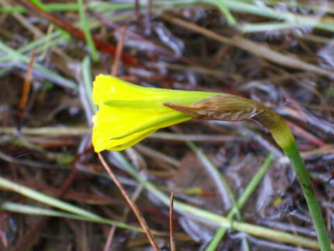 Narcissus bulbocodium L. resmi