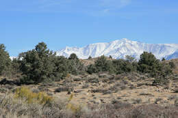 Image of singleleaf pinyon