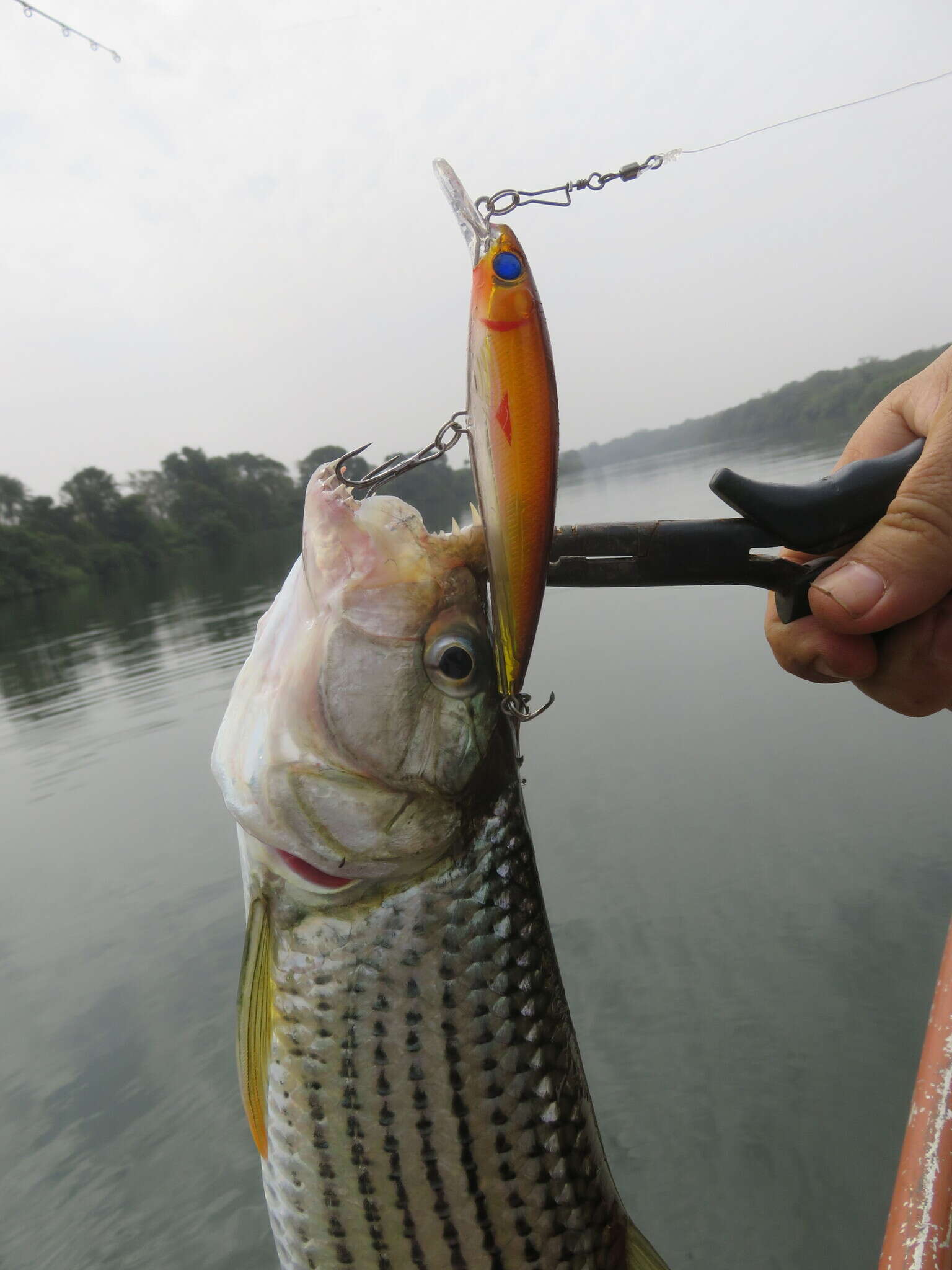 Image of Characin