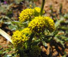 Image of sharptooth blacksnakeroot