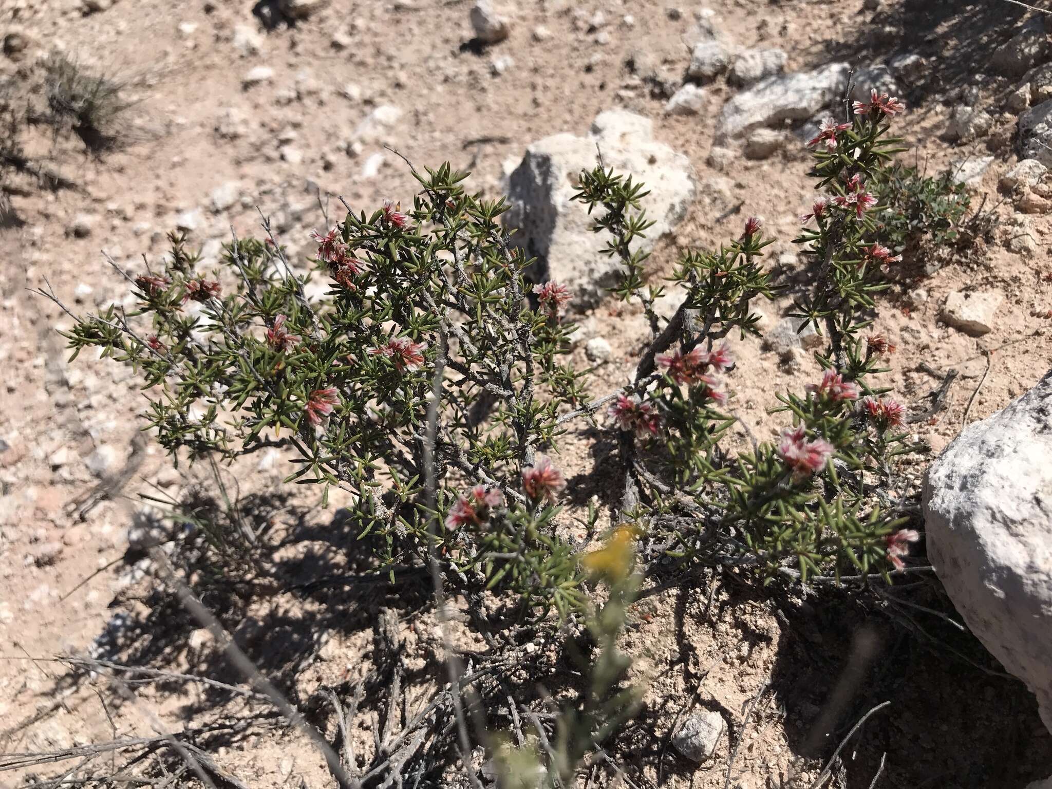 Imagem de Eriogonum ericifolium Torr. & Gray