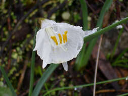 Image de Narcissus cantabricus DC.