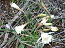 Image de Narcissus cantabricus DC.