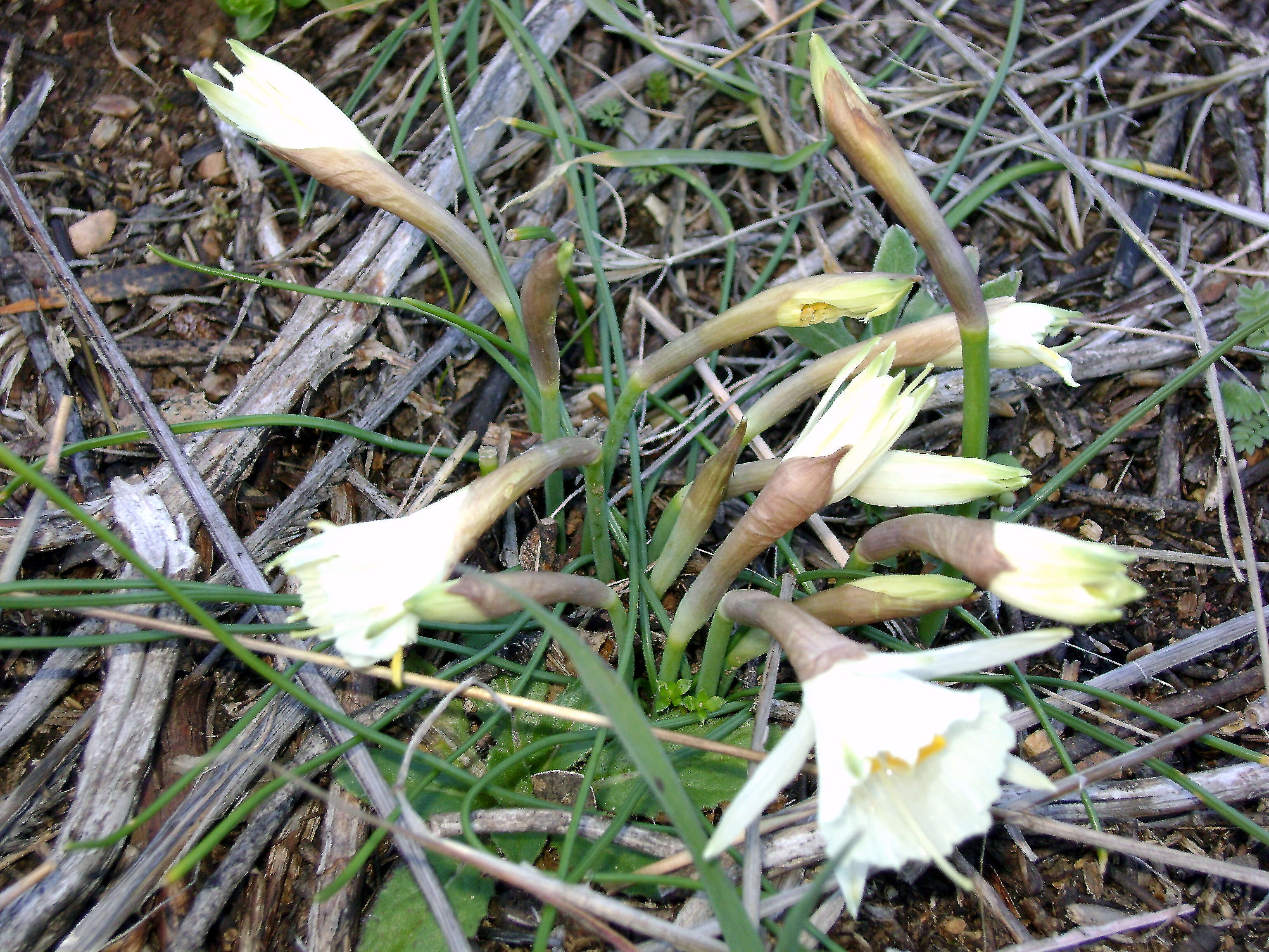 Image de Narcissus cantabricus DC.