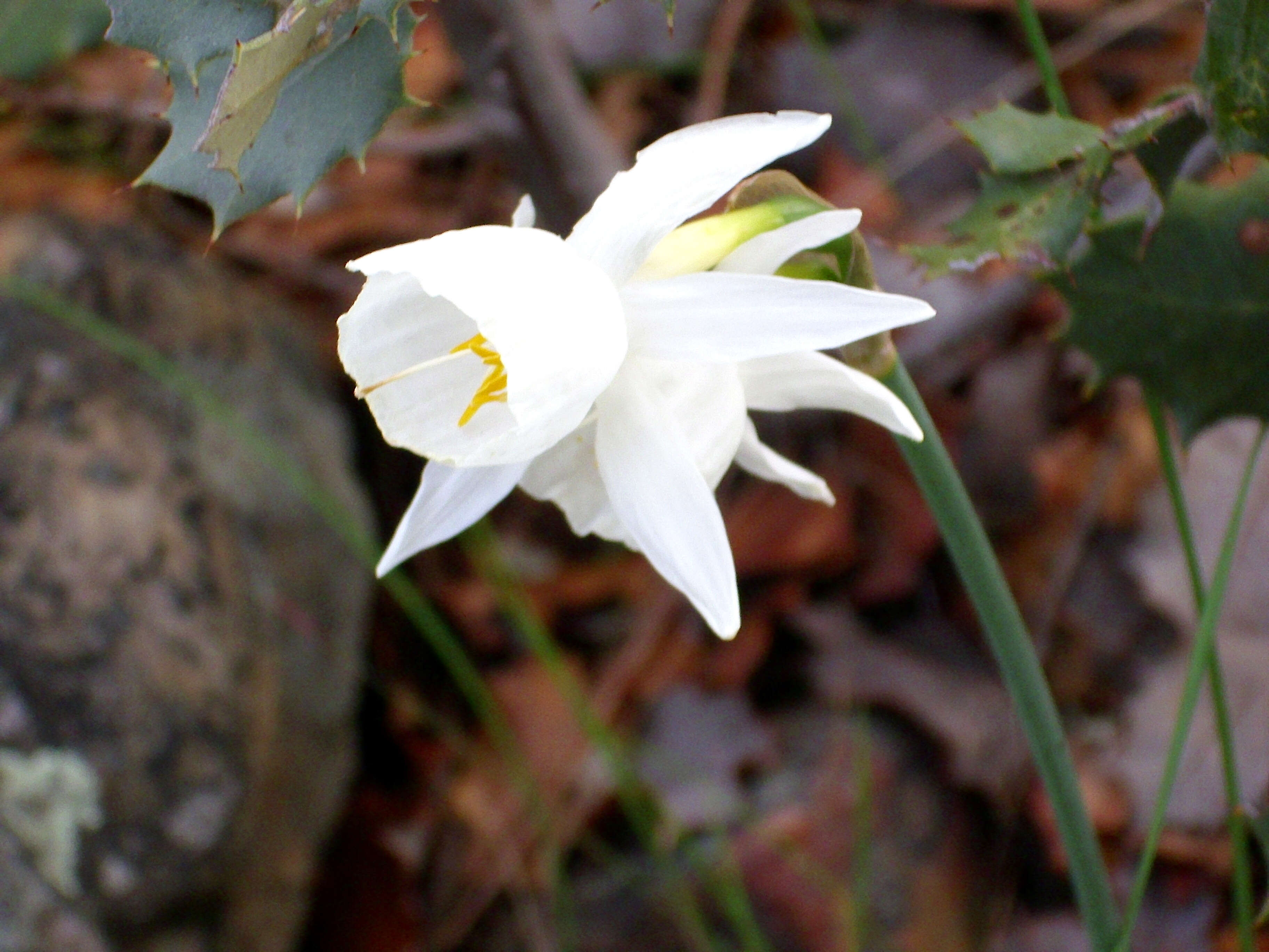 Image de Narcissus cantabricus DC.