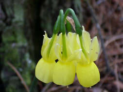 Image of Narcissus cernuus