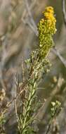 Image of Nevada Goldenrod