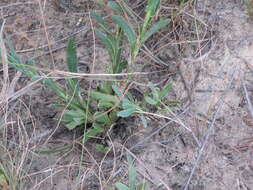 Image de Osteospermum imbricatum L.