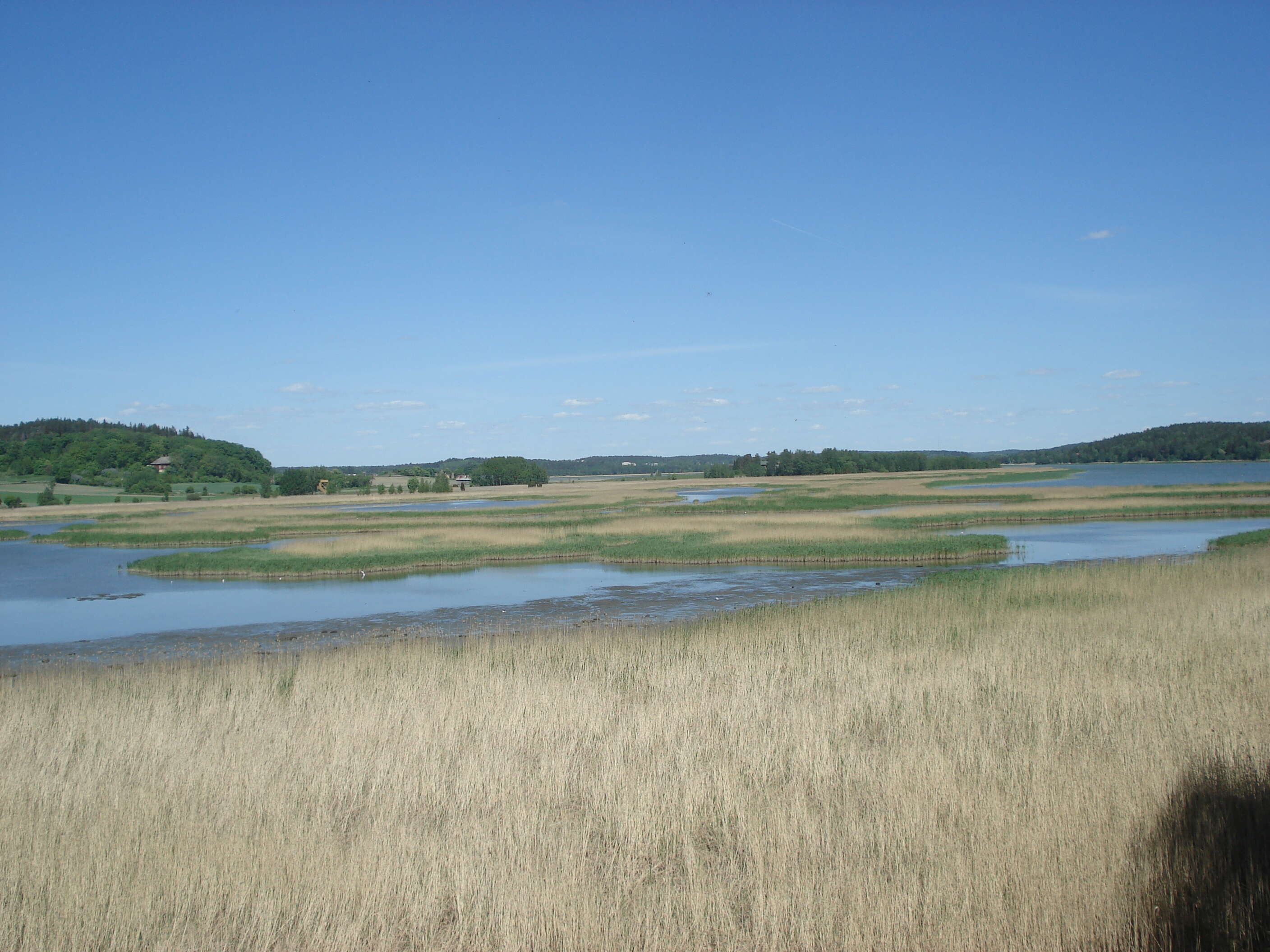 Image of common reed