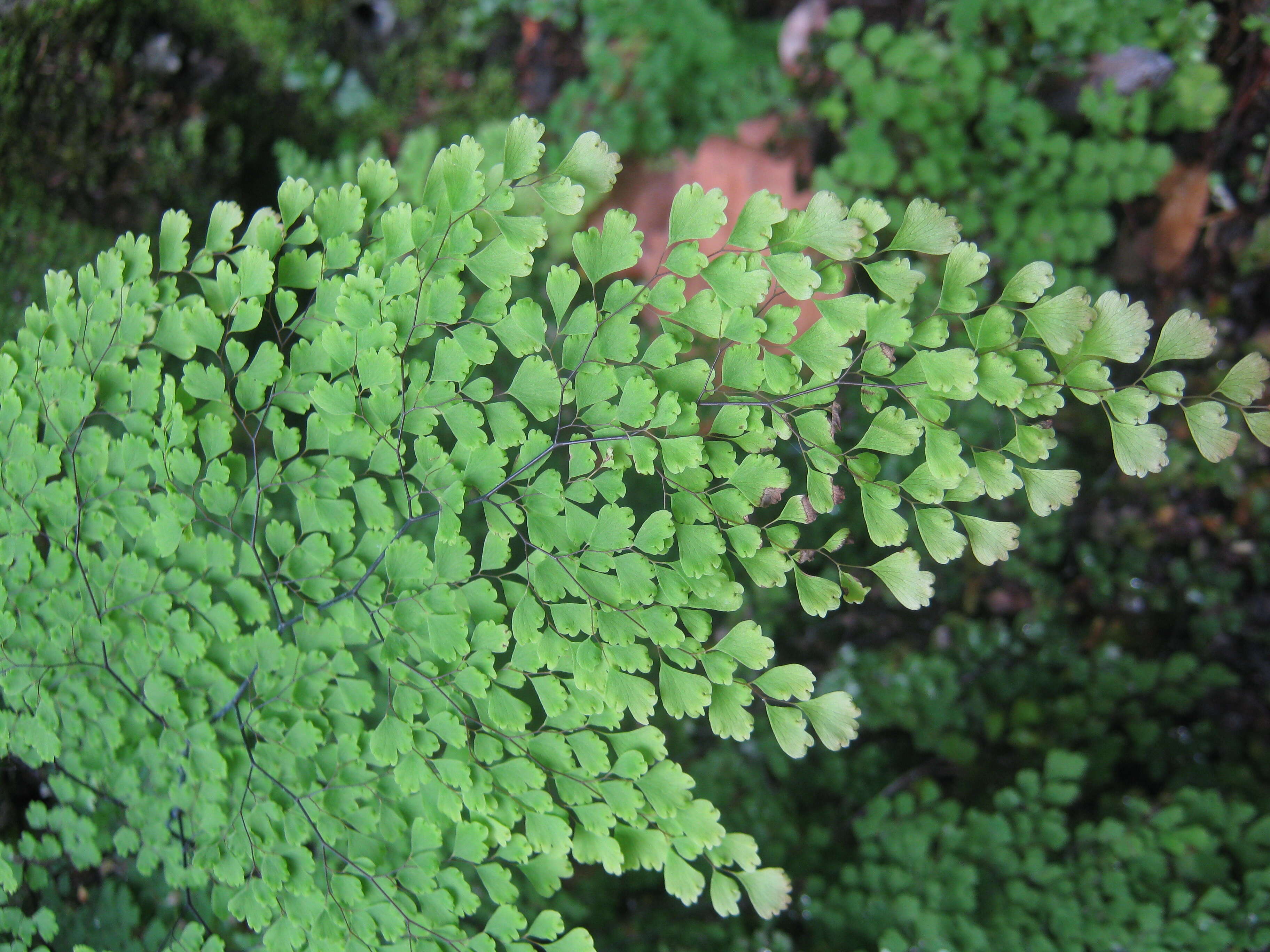 Image of Adiantum aethiopicum L.