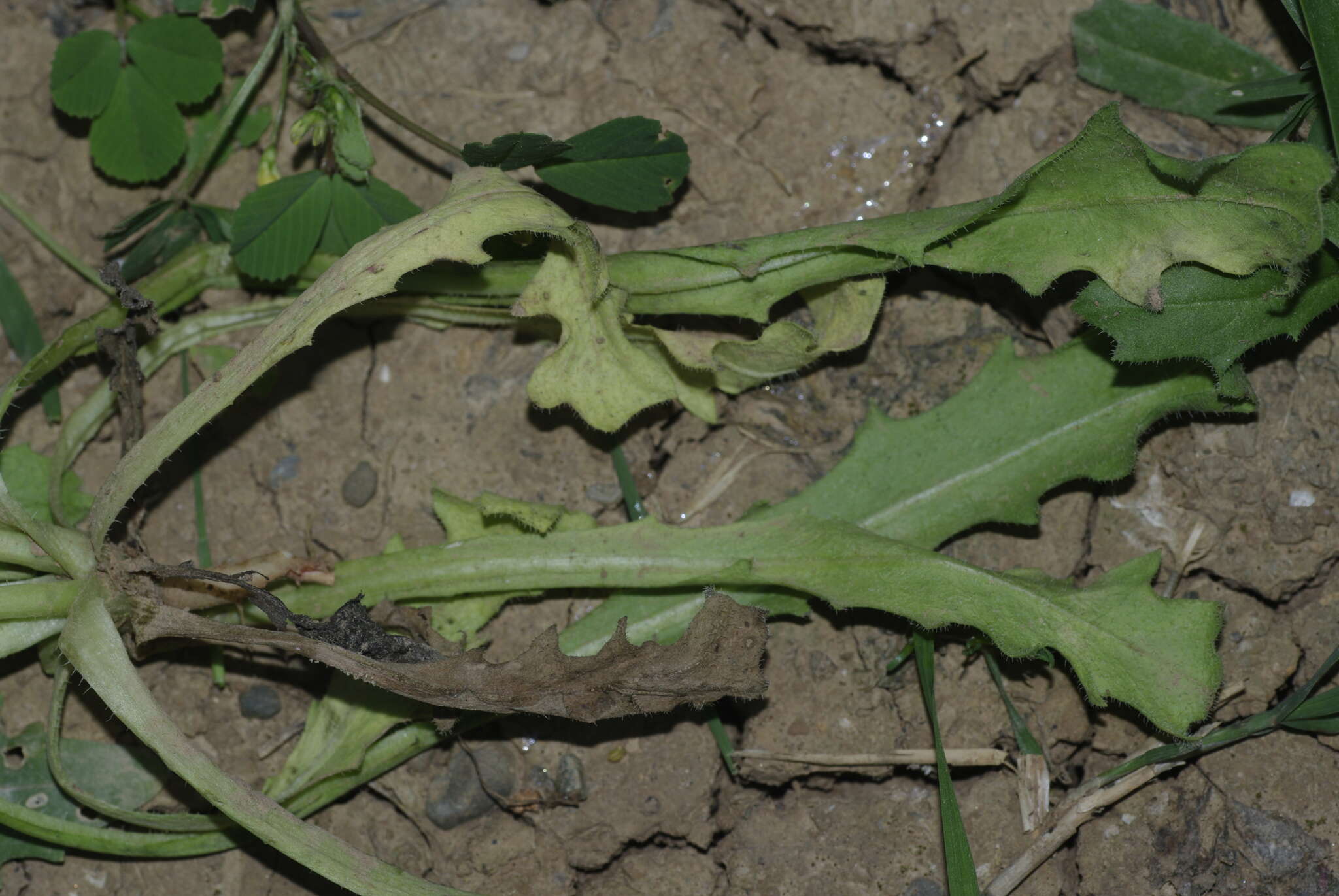 Image of Hedypnois rhagadioloides subsp. tubaeformis (Ten.) Hayek