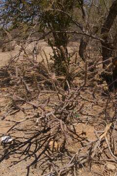 Image of Cylindropuntia thurberi subsp. thurberi