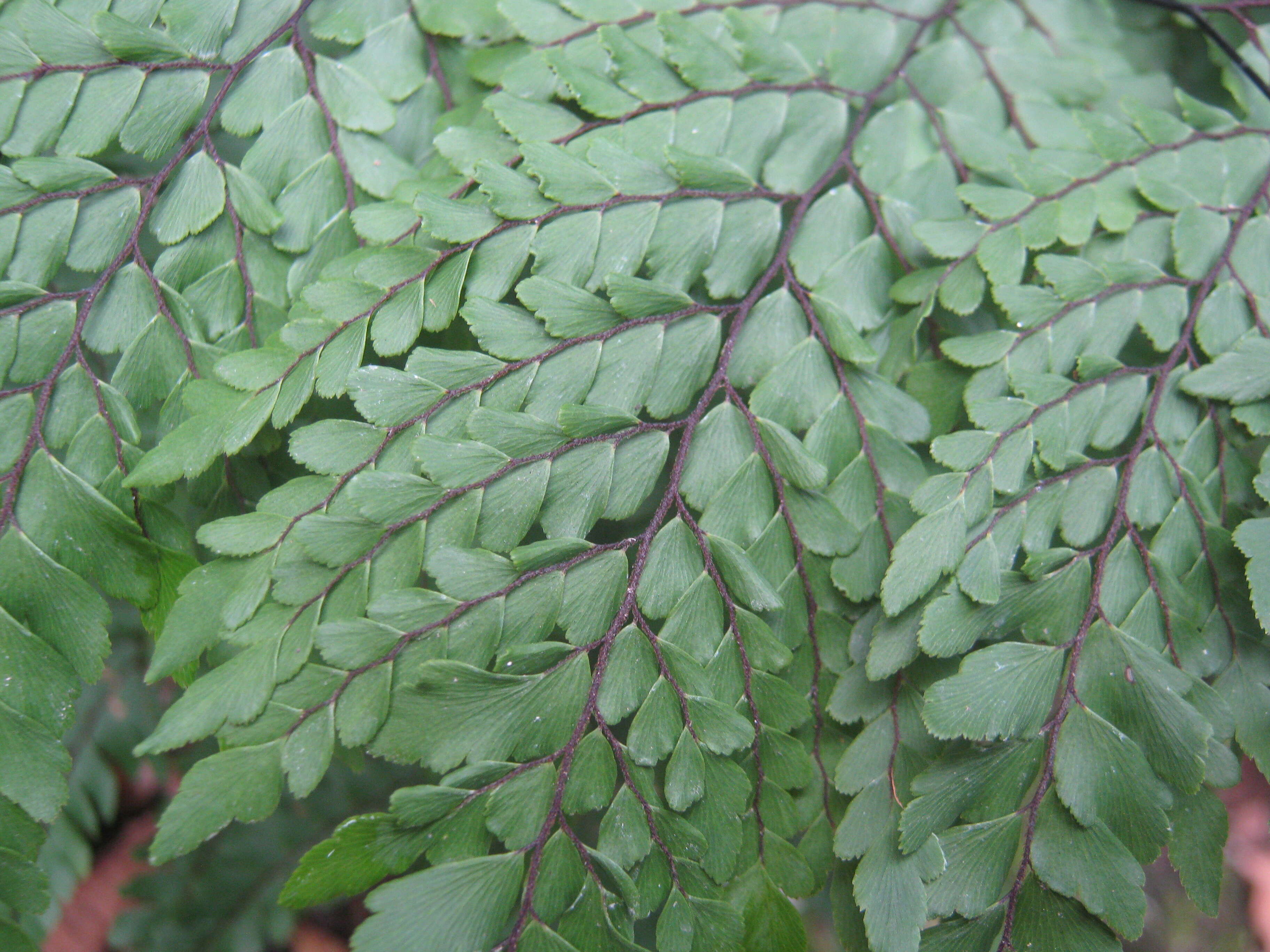 Image of Adiantum formosum R. Br.