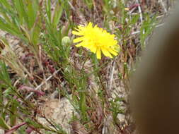 Image of leafy desertdandelion