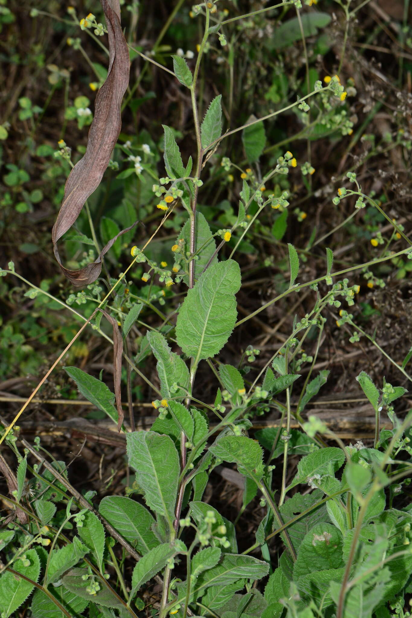 Image of Blumea eriantha DC.