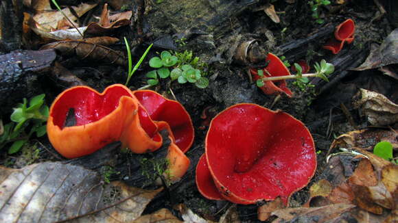 Image of scarlet cup