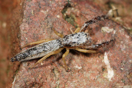 Image of Pike Slender Jumper