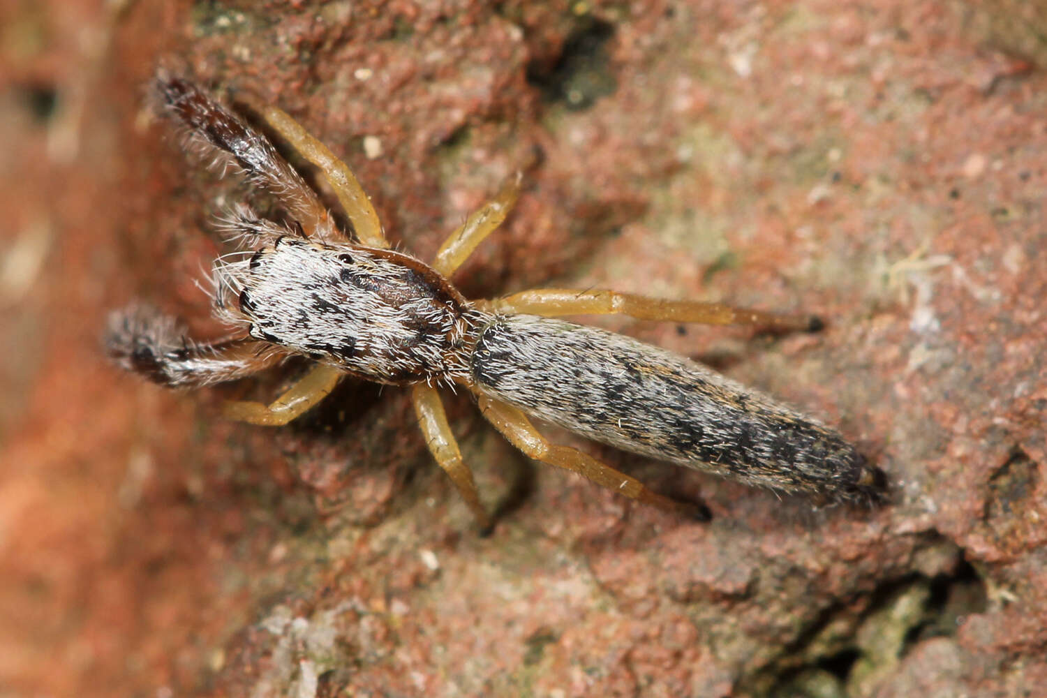 Image of Pike Slender Jumper