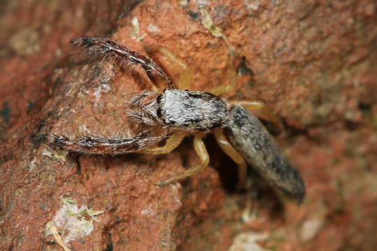 Image of Pike Slender Jumper