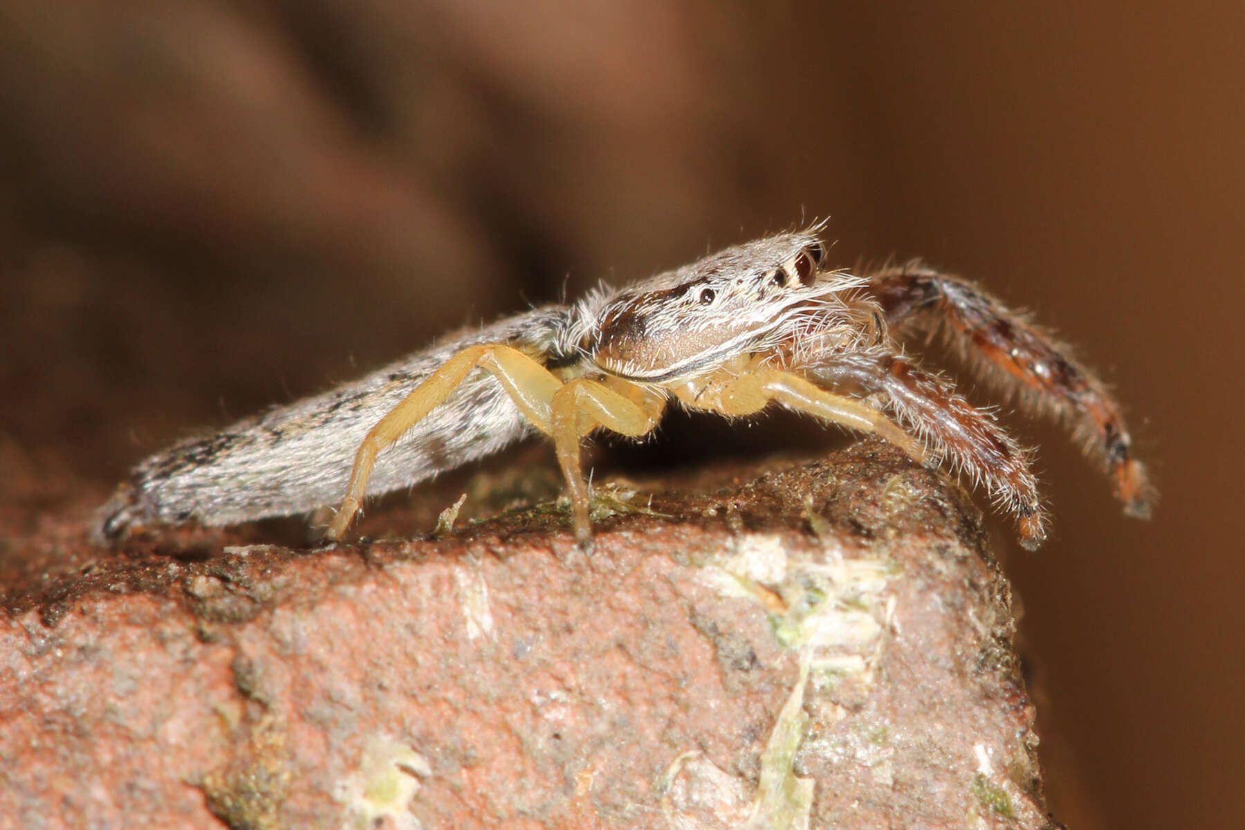 Image of Pike Slender Jumper